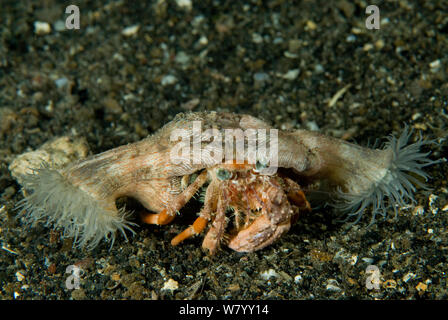Hermit crab with anemones Dardanus pedunculatus and Calliactis miriam ...
