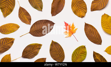 Autumn yellow leaves fallen down on white background Stock Photo