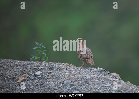 Tibetan partridge (Perdix hodgsoniae) Sichuan Province, China, July. Stock Photo