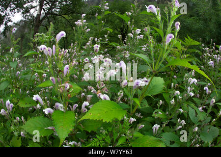 Toyota flowers (Salvia japonica) Lijiang Laojunshan National Park, Yunnan, China Stock Photo