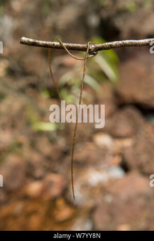 horsehair worms nematomorpha on branch northern territory australia w7yy8n