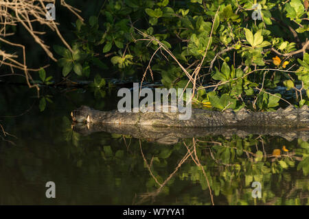 Saltwater crocodile (Crocodylus porosus) Yellow Water wetlands,  Northern Territory, Australia. Stock Photo