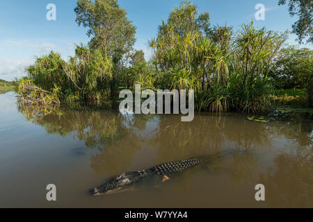Saltwater crocodile (Crocodylus porosus) Yellow Water wetlands,  Northern Territory, Australia. Stock Photo