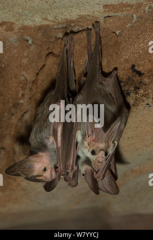 Ghost bats (Macroderma gigas) roosting, captive, Alice Springs, Northern Territory, Australia. Stock Photo