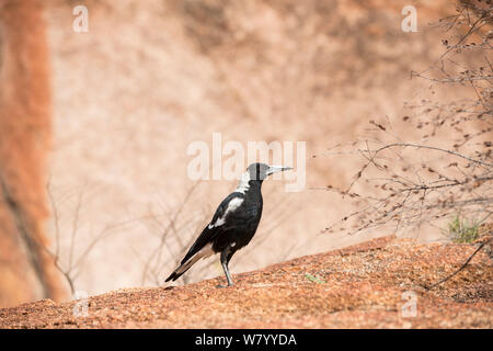 Australian Magpie (Cracticus tibicen) at the Devil&#39;s Marbles, Northern Territory, Australia. Stock Photo