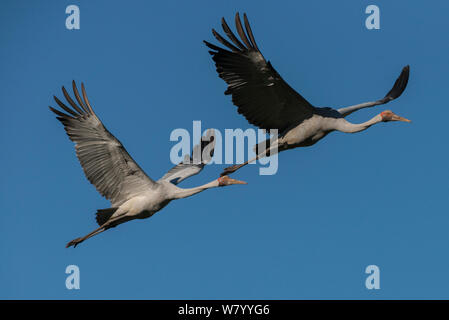 Brolgas cranes (Grus rubicunda) two in flight, Bromfield Swamp, Atherton Tablelands, Queensland, Australia. Stock Photo