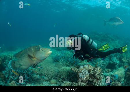 Napoleon wrasse (Cheilinus undulatus) adult male in reef with diver, Great Barrier Reef, Queensland, Australia. Stock Photo