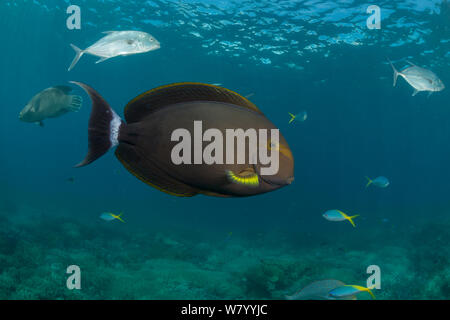Yellowfin surgeonfish (Acanthurus xanthopterus), Great Barrier Reef, Queensland, Australia. Stock Photo