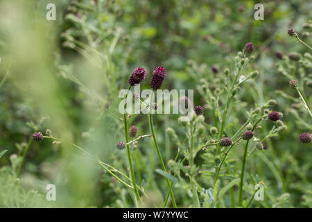 Großer Wiesenknopf, Groß-Wiesenknopf, Sanguisorba officinalis, Sanguisorba major, Sanguisorba maior, Great Burnet, la grande pimprenelle, la sanguisor Stock Photo