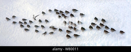 Purple sandpiper (Calidris maritima) aerial of group in snow,  panoramic, Batsfjord, Norway, February. Digitally stitched image. Stock Photo