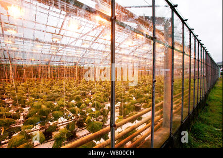 Greenhouse with Cucumber (Cucumis sativus) plants growing, Hveragerd, Iceland. August. Stock Photo