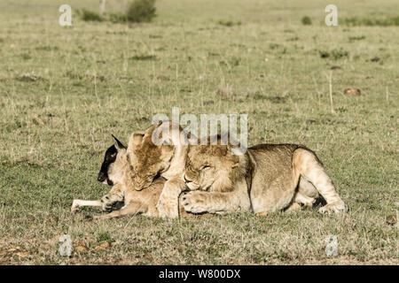 Lioness (Panthera leo) killing lost baby Wildebeest (Connochaetes taurinus) with a male after playing with it during a long time, Masai-Mara Game Reserve, Kenya Stock Photo