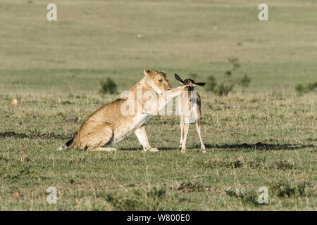 Lioness (Panthera leo) playing with a lost baby Wildebeest (Connochaetes taurinus), Masai-Mara Game Reserve, Kenya Stock Photo