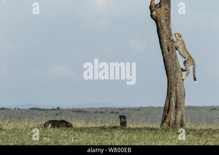 Cheetah (Acinonyx jubatus), cub age 7 months climbing tree, Masai-Mara Game Reserve, Kenya Stock Photo
