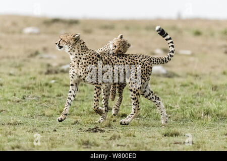 Cheetah (Acinonyx jubatus) cub age 7 months playing with mother, Masai-Mara Game Reserve, Kenya Stock Photo