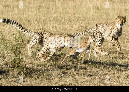 Cheetah (Acinonyx jubatus), cub age 8 months hunting baby gazelle, Masai-Mara Game Reserve, Kenya Stock Photo