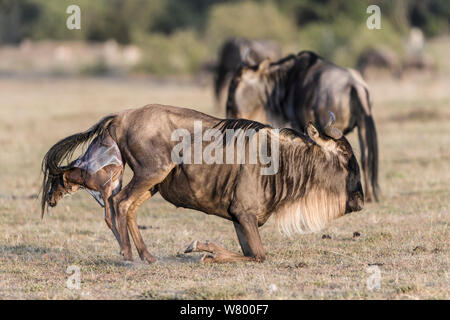 Wildebeest (Connochaetes taurinus) giving birth, Masai-Mara Game Reserve, Kenya. Stock Photo
