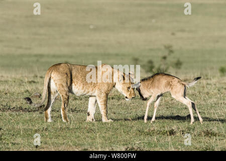 Lioness (Panthera leo) playing with lost baby Wildebeest (Connochaetes taurinus), Masai-Mara Game Reserve, Kenya. Stock Photo