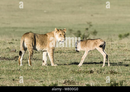 Lioness (Panthera leo) playing with lost baby Wildebeest (Connochaetes taurinus), Masai-Mara Game Reserve, Kenya. Stock Photo