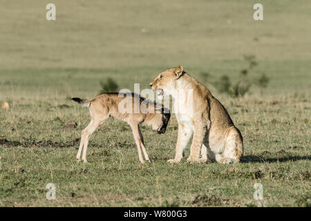 Lioness (Panthera leo) playing with lost baby Wildebeest (Connochaetes taurinus), Masai-Mara Game Reserve, Kenya. Stock Photo