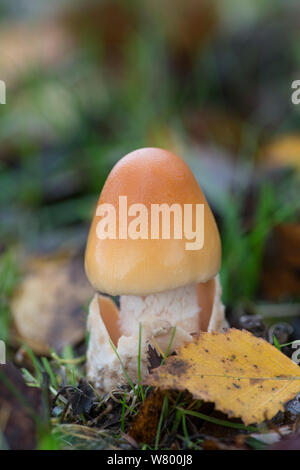 Orange grisette mushroom (Amanita crocea) Sussex, England, UK, November. Stock Photo