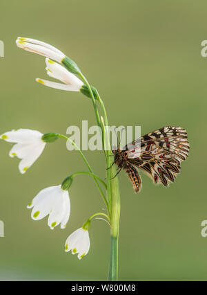 Southern festoon butterfly (Zerynthia polyxena) Captive bred specimen, occurs in Europe. Stock Photo