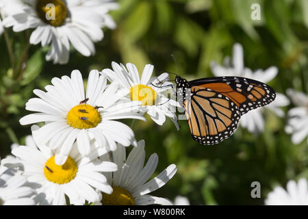 Monarch butterfly (Danaus plexippus) female nectaring on a Montauk Daisy, Madison, Connecticut, USA. Non-ex. Stock Photo