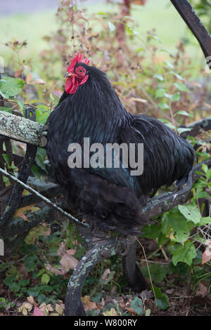 Black cochin bantam rooster on antique, wood-handled plough, Higganum, Connecticut, USA. Non-ex. Stock Photo