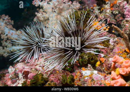 Banded sea urchin (Echinothrix calamaris)  Mabul, Malaysia.  Indo-Pacific. Stock Photo