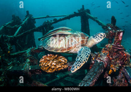 Green turtle (Chelonia mydas) with two remoras (Echeneis naucrates) attached to its carapace, at rest on artificial reef.  Mabul, Malaysia. Stock Photo