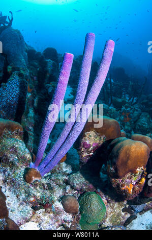Stove-pipe sponge (Aplysina archeri)  Bonaire, Netherlands Antilles, Caribbean, Atlantic Ocean. Stock Photo