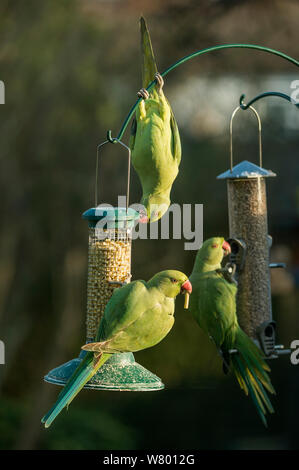 Rose-ringed or ring-necked parakeets (Psittacula krameri) on bird feeders in urban garden.  London, UK, February. Stock Photo