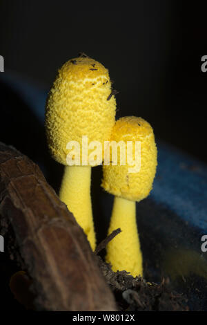 Yellow parasol (Leucocoprinus birnbaumii  / Lepiota lutea)  UK, September. Stock Photo