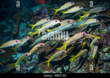 Yellow goatfish (Mulloidichthys martinicus) hunting over coral reef, with a  Trumpetfish (Aulostomus maculatus) joining in.  Bonaire, Netherlands Antilles, Caribbean, Atlantic Ocean. Stock Photo