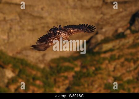 White-tailed sea eagle (Haliaeetus albicilla) in flight hunting a seabird cliff on Vedoya Island. Rost, Lofoten, Nordland, Norway. July. Stock Photo
