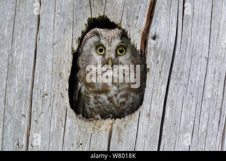 Tengmalm&#39;s / Boreal owl (Aegolius funereus) looking out of nesting hole in tree stump. Southern Norway. June. Stock Photo