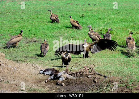 African white-backed vultures (Gyps africanus) scavenging a donkey on main road, Ethiopia, November 2014 Stock Photo