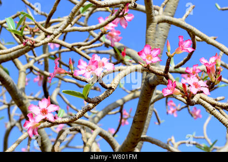 Boabab (Adansonia digitata) in flower Lower Omo Valley. Ethiopia, November 2014 Stock Photo