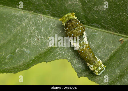 Caterpillar of the Citrus Swallowtail butterfly (Papillio demodocus). The caterpillar is a bird dropping mimic. Captive, originating from Africa.