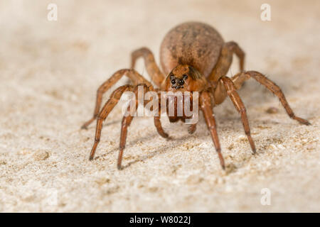 Ground wolf-spider (Trochosa terricola) female, Peak District National Park, Derbyshire, UK. April. Stock Photo