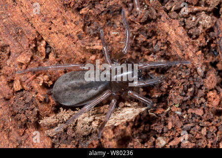 Black lace-weaver (Amaurobius ferox) female in rotting log. Peak District National Park,  Derbyshire, UK. April. Stock Photo