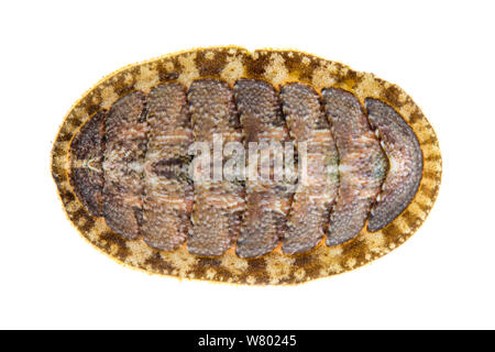 Common chiton (Lepidochitona cinerea) photographed against a white background in mobile field studio. Filey Brigg, Yorkshire, UK. May. Stock Photo