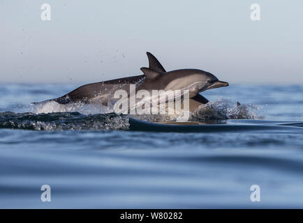 Long-beaked common dolphin (Delphinus capensis) school, False Bay, South Africa Stock Photo