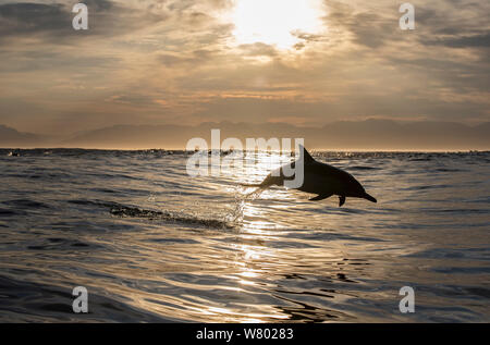 Long-beaked common dolphin (Delphinus capensis) porpoising, False Bay, South Africa Stock Photo