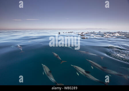 Long-beaked common dolphin (Delphinus capensis) school swimming close to the surface at False Bay, South Africa, May. Stock Photo