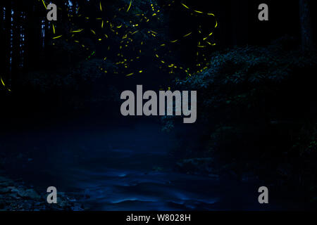 Light trails of Japanese fireflies (Luciola cruciata) at night, Ichikawa-river, Asago, Hyougo, Japan, July Stock Photo