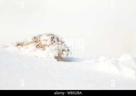 Mountain hare (Lepus timidus) resting in the snow, Scotland, March Stock Photo