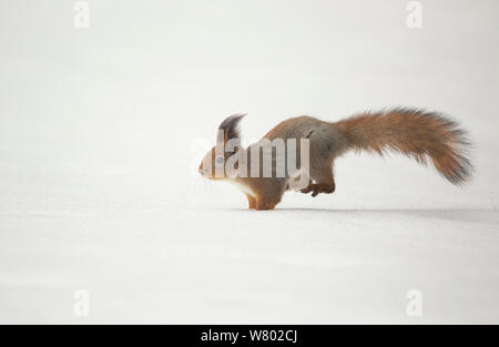 Red squirrel (Sciurus vulgaris) running in the snow, Finland, April Stock Photo