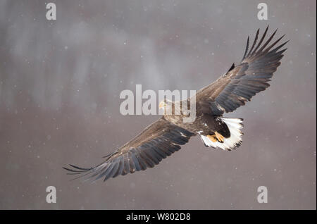 White tailed eagle (Haliaeetus albicilla) in flight, Rausu, Japan, February Stock Photo