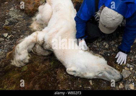 Scientist examining dead Polar bear (Ursus maritimus) which starved to death, Zeipelodden, Svalbard, Norway, September. Stock Photo